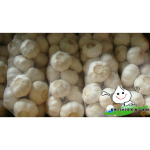 Fresh white garlic/Fresh garlic/Jinxiang Garlic